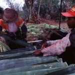 criança em sisal em valente na bahia